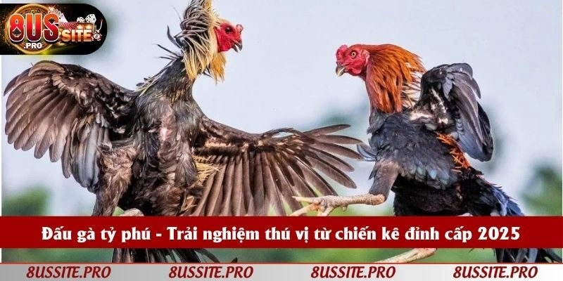 Đấu gà tỷ phú