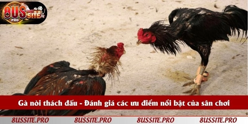 Gà nòi thách đấu